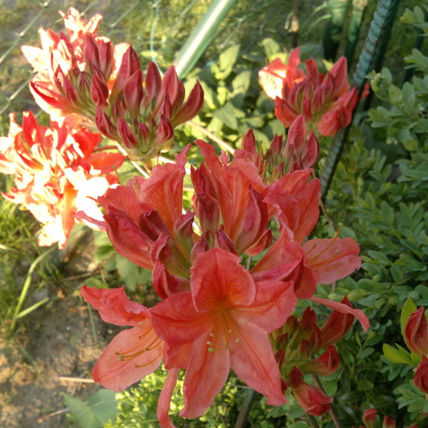 Piękne kwiaty, choć nie pachną...