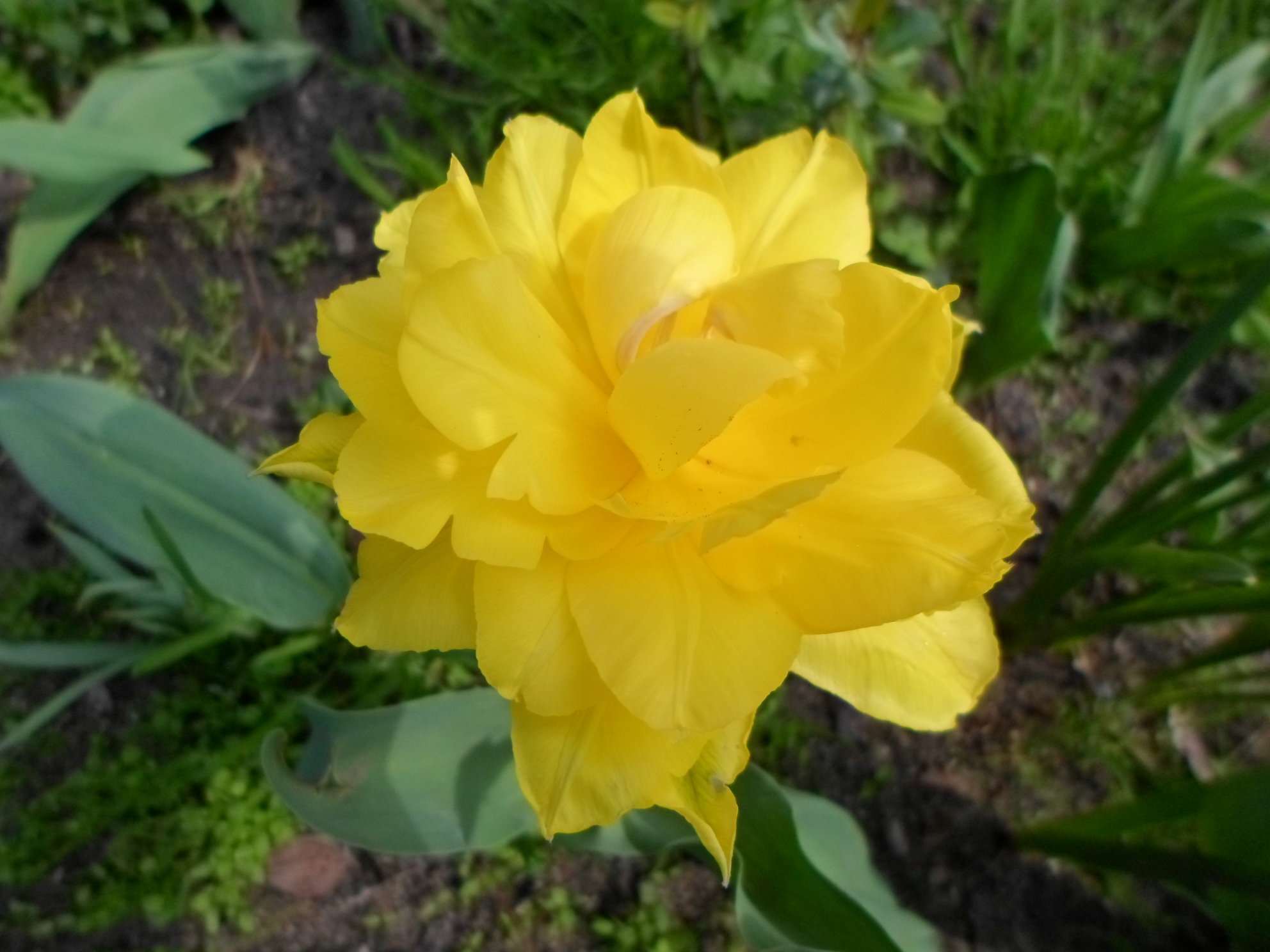 Piękny żółty tulipan