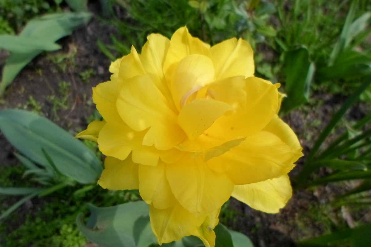 Piękny żółty tulipan