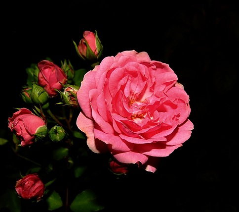 Pierwsza róża posadzona w naszym ogrodzie ponad 40 lat temu.