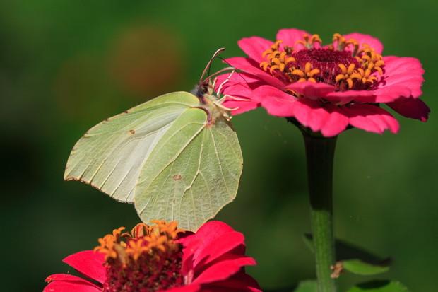 Pierwszym wiosennym gościem w ogrodzie jest listkowiec cytrynek. Gdy ocknie się z zimowego odrętwienia, fruwa nawet w cieplejsze dni lutego. Intensywnie żółtą barwę skrzydeł mają tylko motyle płci męskiej