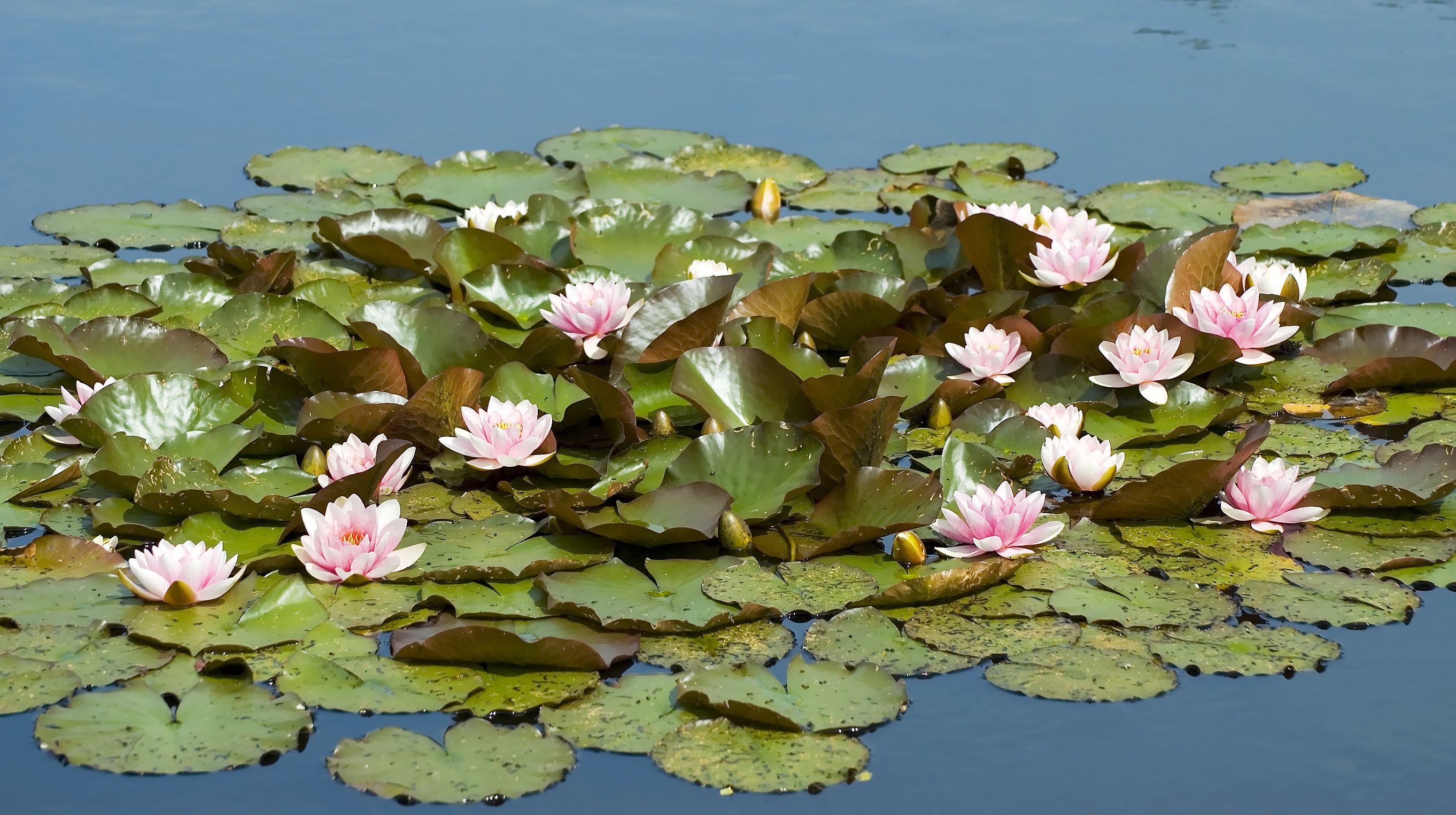 Pink Porcelaine może zimować w stawie o głębokości ok. 50 cm. Odmiana ta ma jasnoróżowe kwiaty z żółtymi pręcikami w środku