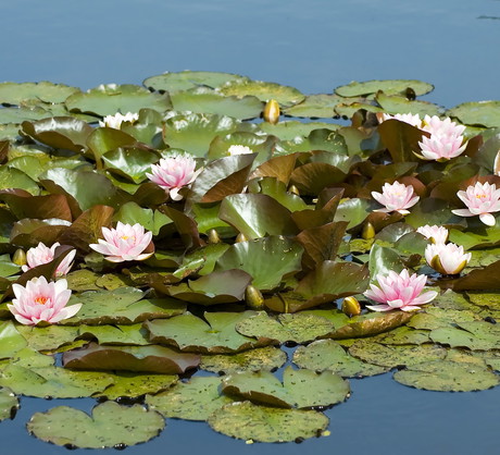 Pink Porcelaine może zimować w stawie o głębokości ok. 50 cm. Odmiana ta ma jasnoróżowe kwiaty z żółtymi pręcikami w środku