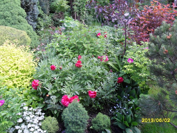 piwonie - ciężkie glowki!