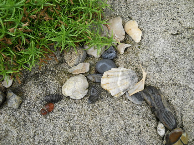 Po lewej stronie zdjęcia dwa zrośnięte czerwone kamyki przypominające - mnie biedronkę.