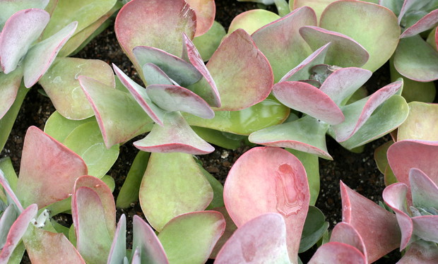 Pod wpływem słońca na  liściach kalanchoe pojawia się czerwonawy nalot