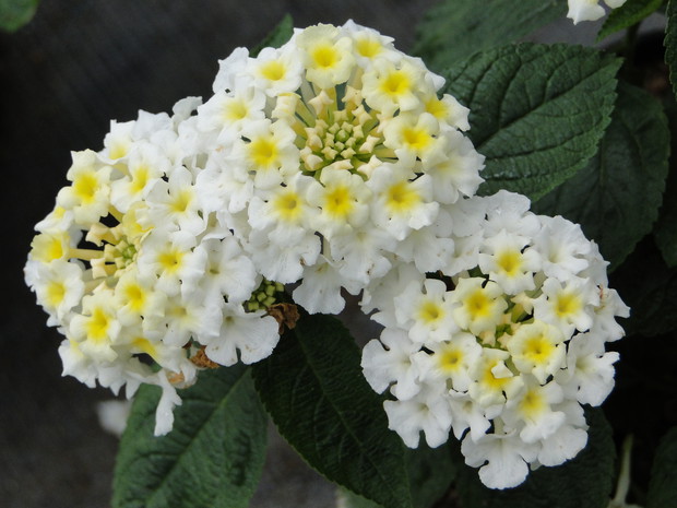 Podłoże dla lantan powinno być stale wilgotne.
