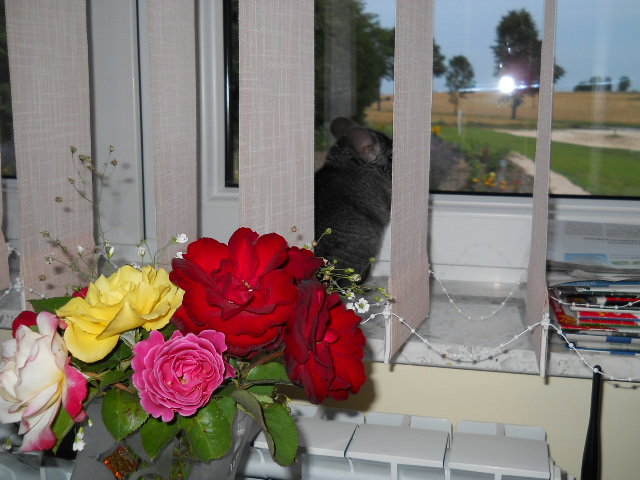 Podziwia zachód słońca