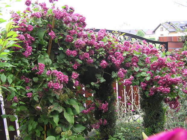 Powojnik PURPUREA PLENA ELEGANS -jest wyjątkową odmianą przede wszystkim ze względu na przepiękne kwiaty i o zielonych dekoracyjnych liściach, ale również silny wzrost i małe wymagania glebowe stosunkowo zdrowa i mało wymagająca odmiana powojnika.