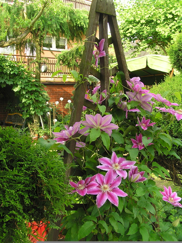 Powojnik Wielkokwiatowy "Carnaby". Efektowna odmiana o jaskrawych, czerwono-różowych kwiatach ze złotymi pręcikami. 