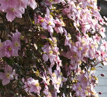 Powojniki możemy prowadzić po kratce z cienkich prętów