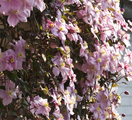 Powojniki możemy prowadzić po kratce z cienkich prętów