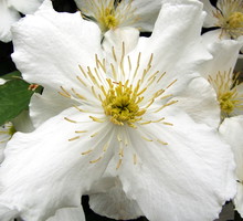 Powojniki preferują ziemę żyzną i próchniczną