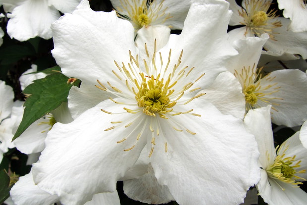 Powojniki preferują ziemę żyzną i próchniczną