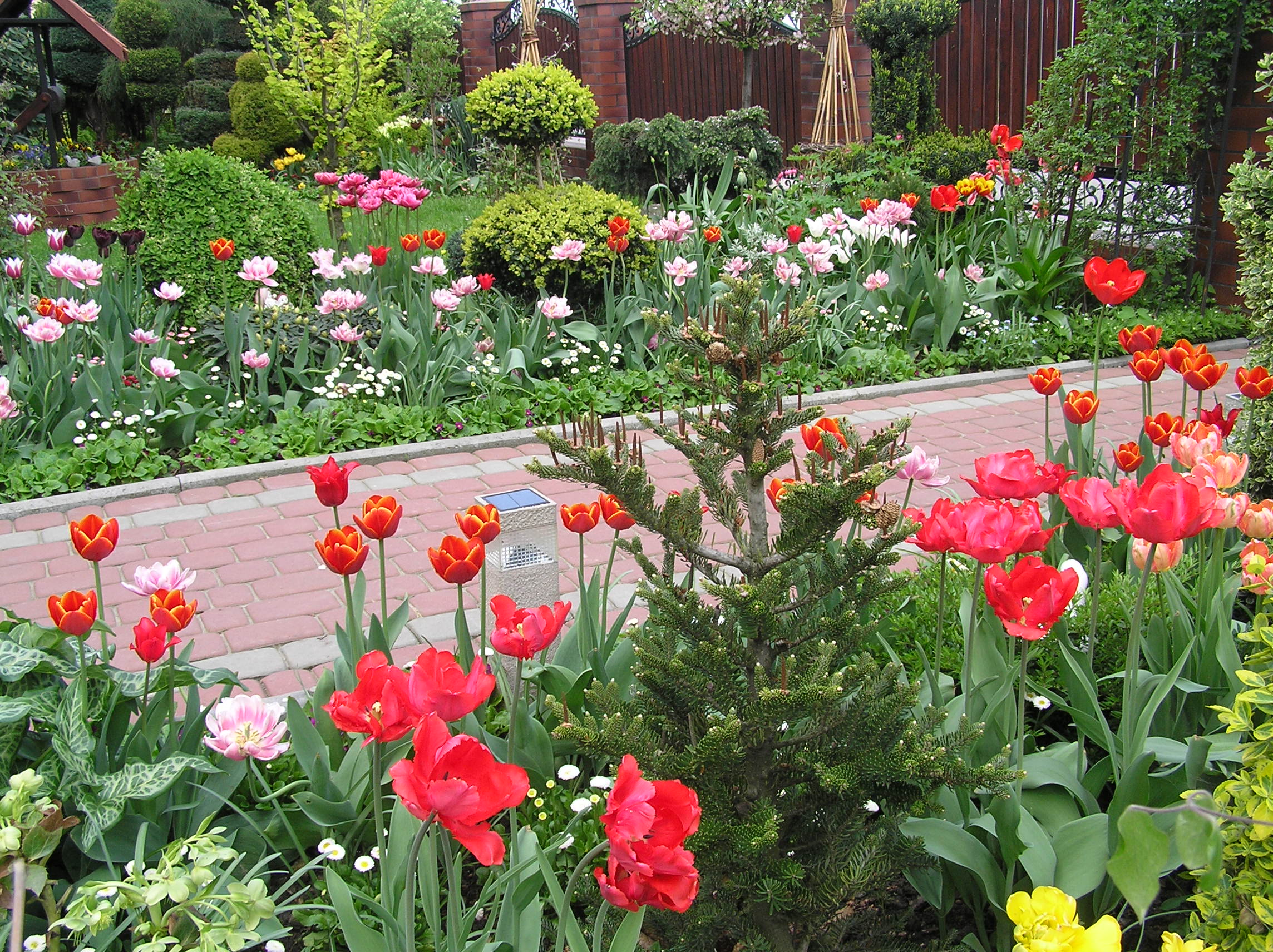  
Przy wejściu do ogrodu jak co roku witają TULIPANY.