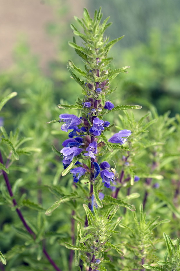 PSZCZELNIK (SMOCZA GŁOWA) MOŁDAWSKI Dracocephalum moldavicum rozsiewa delikatny zapach cytryny. Z liści jednorocznej rośliny przyrządza się napary. Rozsiewa się samodzielnie