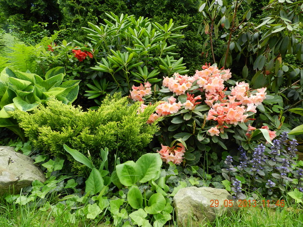 rabata a różanecznikami,azaliami i funkiami