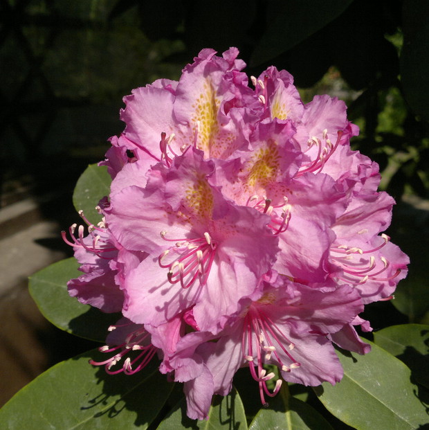 Rododendron