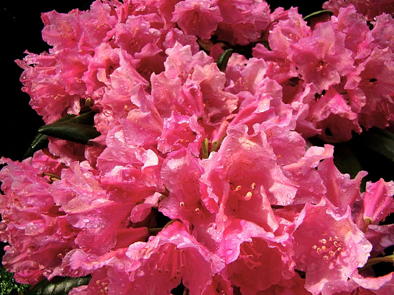Rododendron