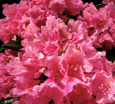 Rododendron