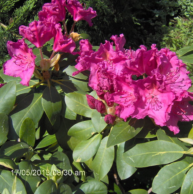 rododendron