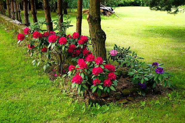 rododendrony