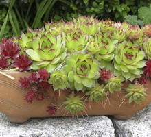 Rojnik bardzo szybko dostosowuje się do nowych warunków środowiskowych