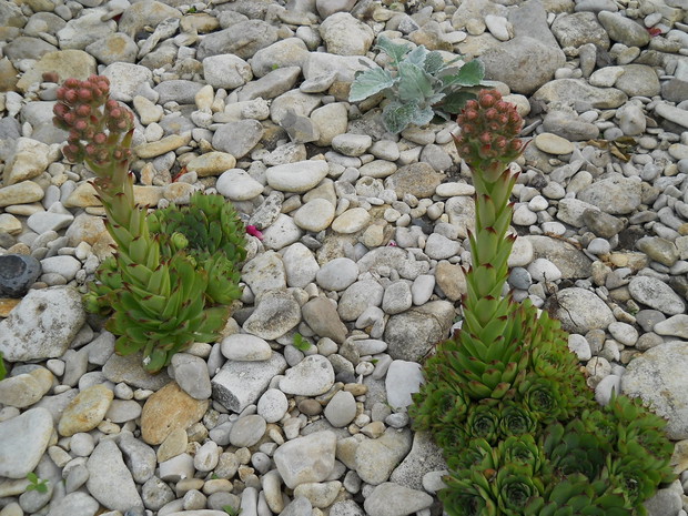 Rojniki w kamykowej oprawie.