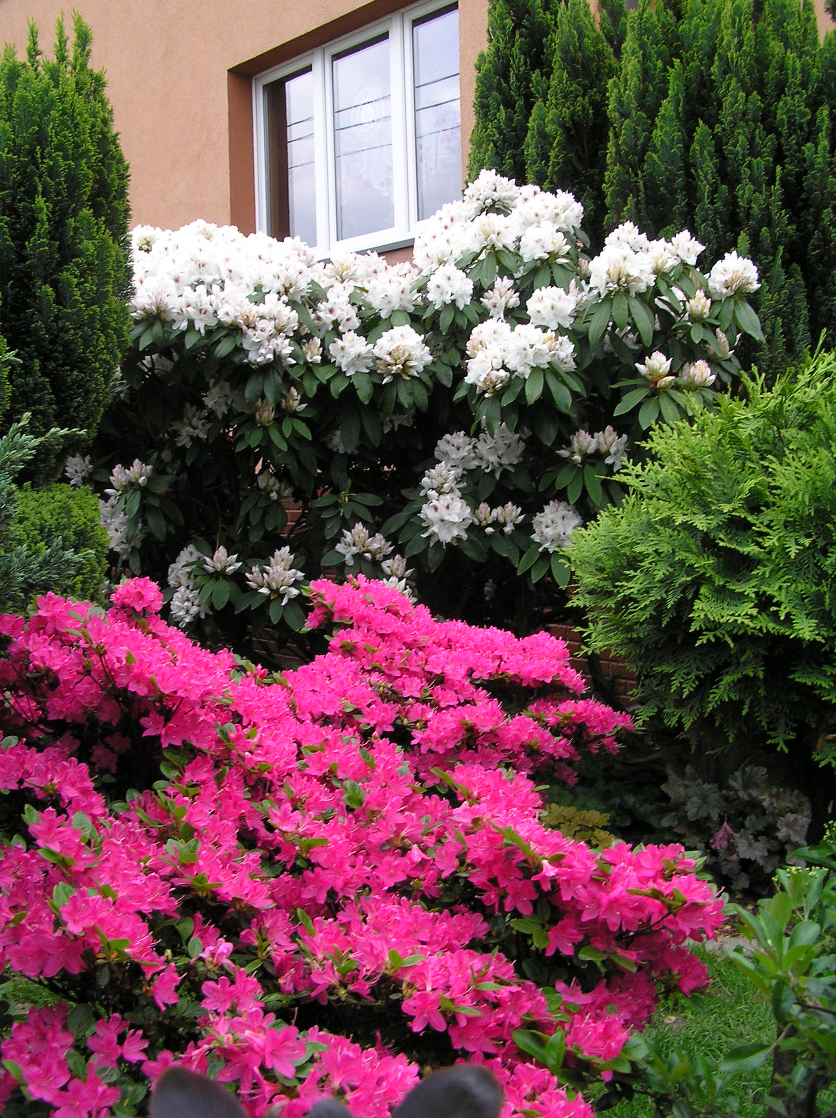RÓŻANECZNIKI rosną na wschodniej stronie, obficie kwitną już od kwietnia.