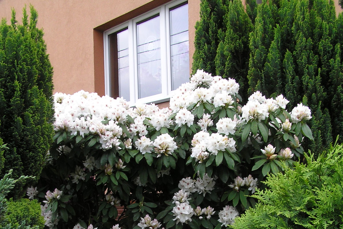 RÓŻANECZNIKI rosną na wschodniej stronie, obficie kwitną już od kwietnia.