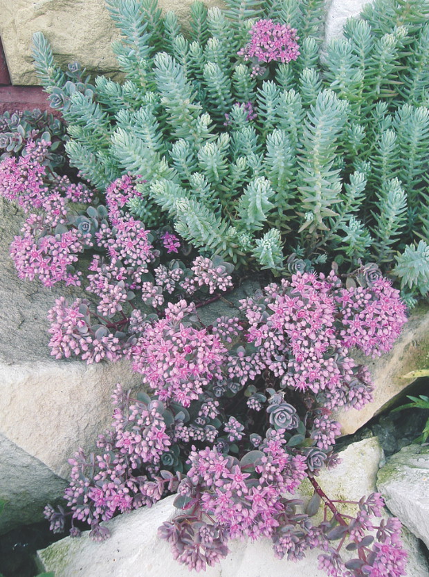 Rozchodnik Ewersa nadaje się także na wrzosowiska