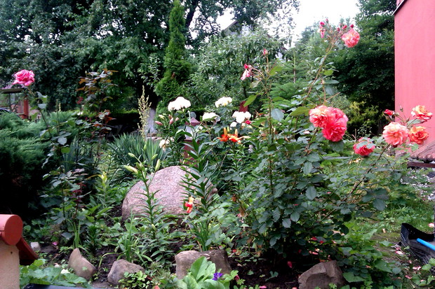 Róże, liliowce i juki z bliska.