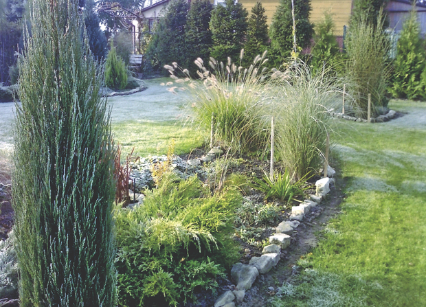 Rozplenica japońska dobrze prezentuje się na wrzosowiskach, obrzeżach rabat lub jako soliter.
