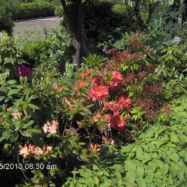 rząd azali i rododendronów