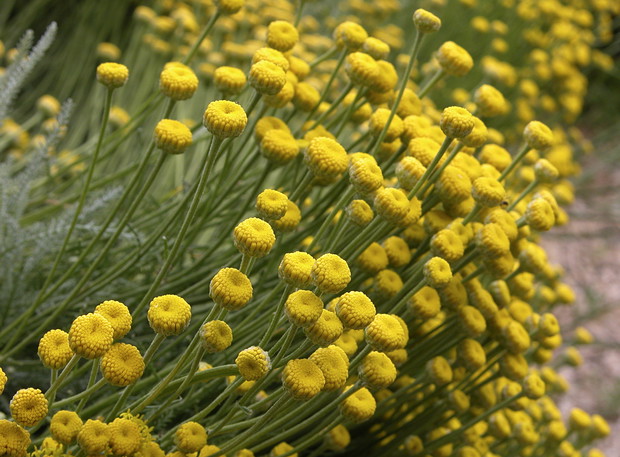Santolina pochodzi z południa Europy i dobrze znosi upały