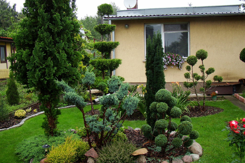 Schludnie przystrzyżone iglaki prezentują się naprawdę imponująco