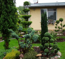 Schludnie przystrzyżone iglaki prezentują się naprawdę imponująco