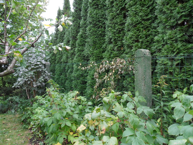 Siatka powlekana plastikiem jest trwalsza niż metalowa.