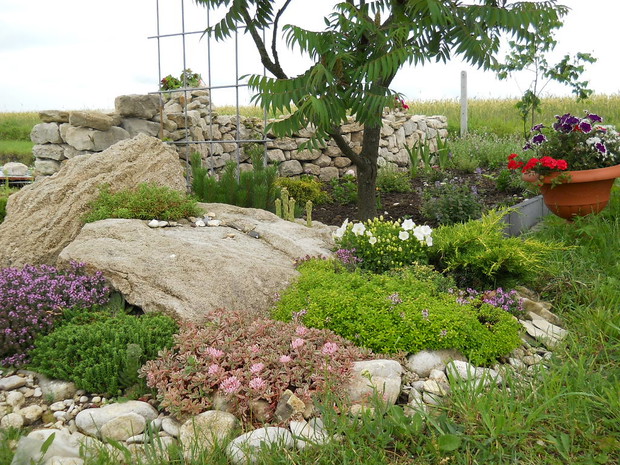 Skalniakowo - murkowa rabatka.