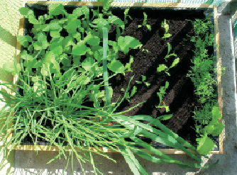 „Skrzynia jest zabezpieczona przed przemakaniem czarną folią”, pisze autorka tekstu i zdjęć.