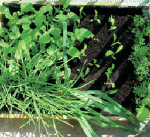 „Skrzynia jest zabezpieczona przed przemakaniem czarną folią”, pisze autorka tekstu i zdjęć.