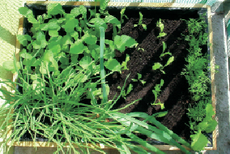 „Skrzynia jest zabezpieczona przed przemakaniem czarną folią”, pisze autorka tekstu i zdjęć.