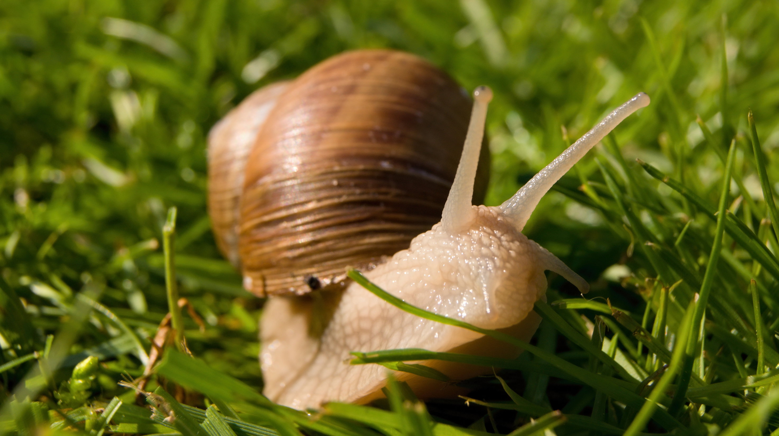 Ślimaki są ważnym ogniwem łańcucha przemian organicznych w przyrodzie. Bywa jednak, że należy im wypowiedzieć bewzględną walkę