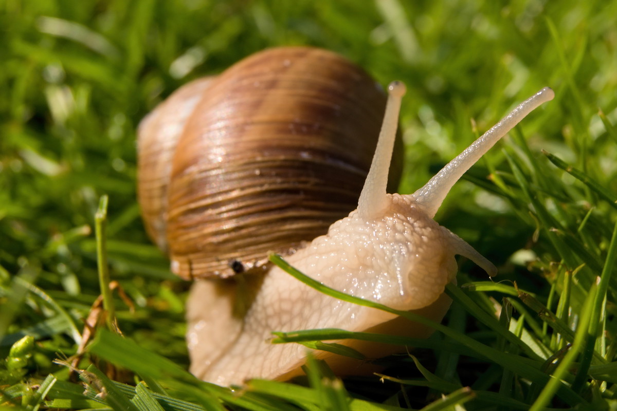 Ślimaki są ważnym ogniwem łańcucha przemian organicznych w przyrodzie. Bywa jednak, że należy im wypowiedzieć bewzględną walkę
