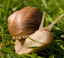Ślimaki są ważnym ogniwem łańcucha przemian organicznych w przyrodzie. Bywa jednak, że należy im wypowiedzieć bewzględną walkę