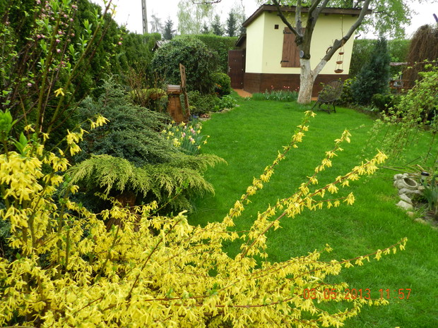 słońce w ogrodzie,czyli forsycja