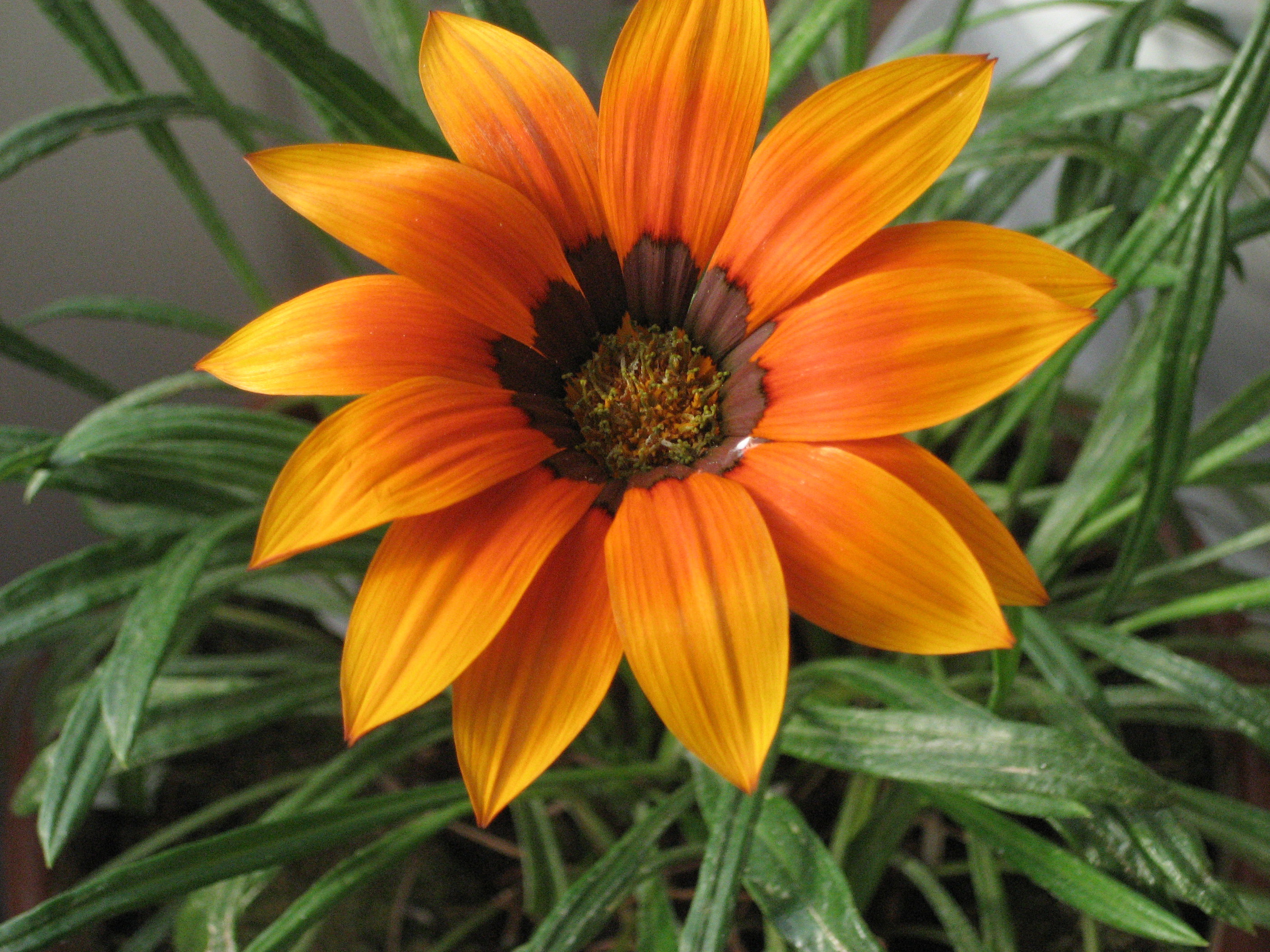 słoneczna gazania