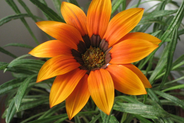 słoneczna gazania