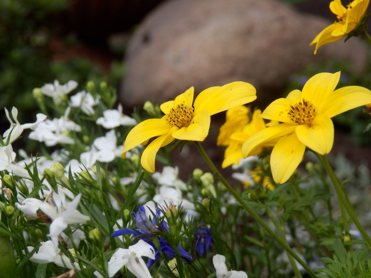 Słoneczna kompozycja