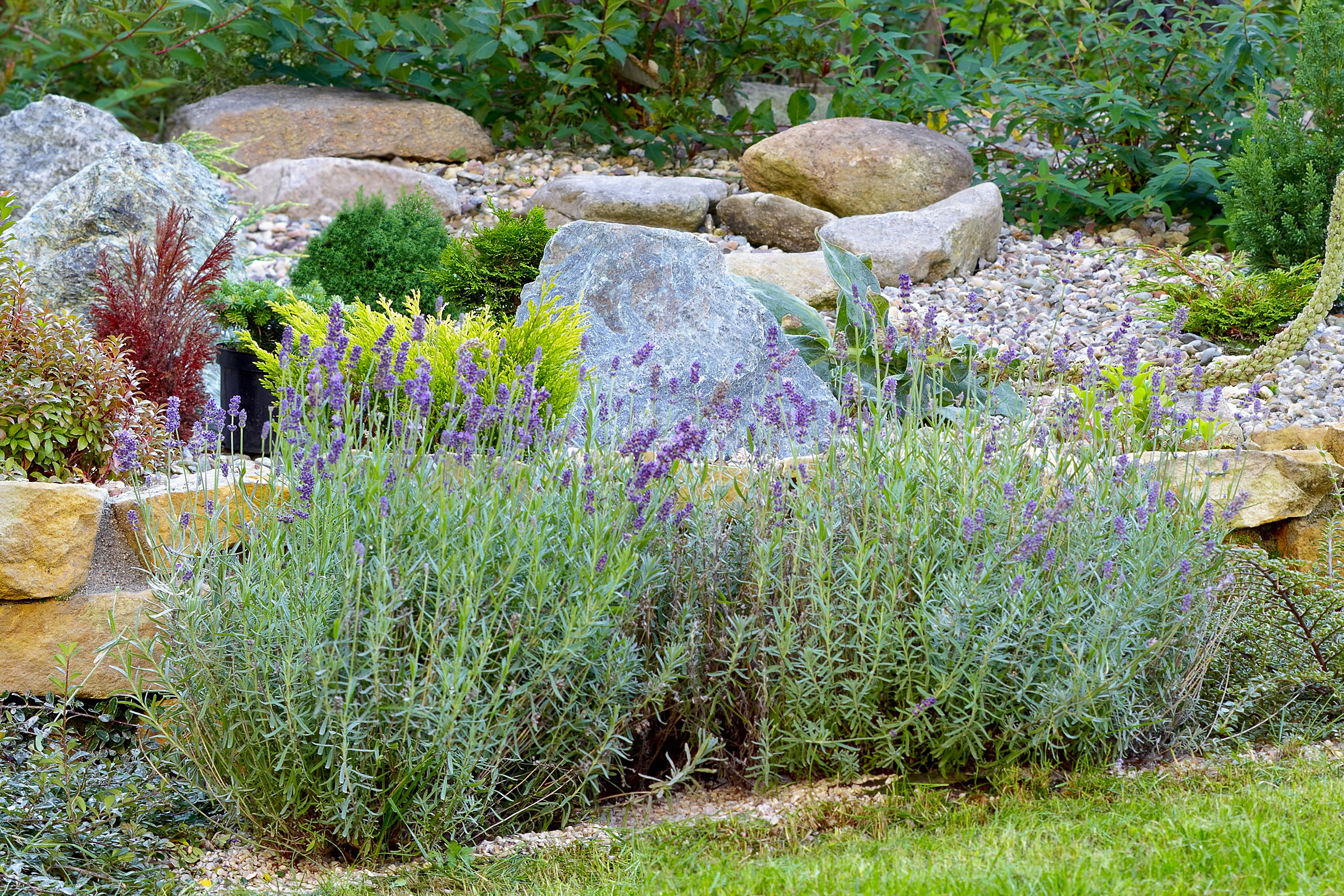 Stanowisko do uprawy lawendy powinno być nasłonecznione od rana do wieczora